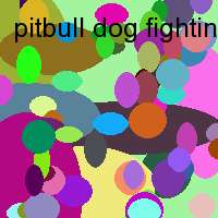 pitbull dog fighting